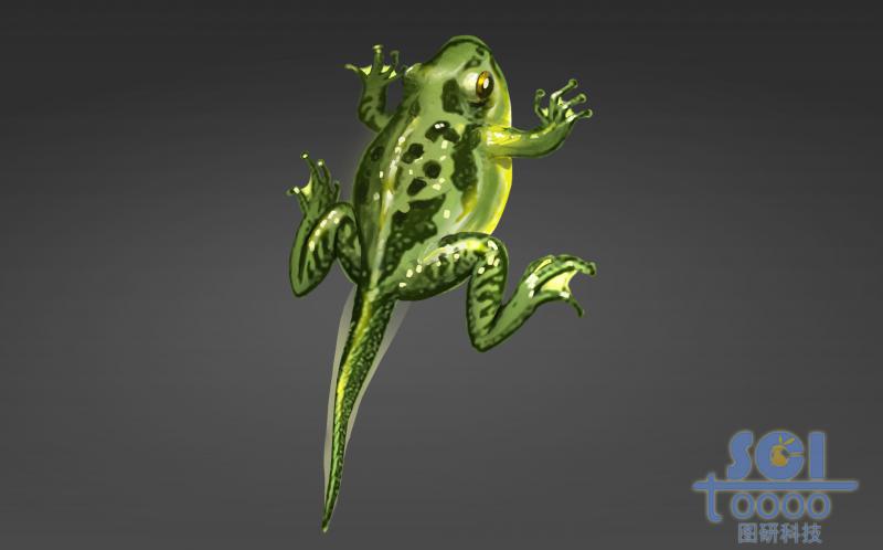 進(jìn)化過(guò)程中的青蛙