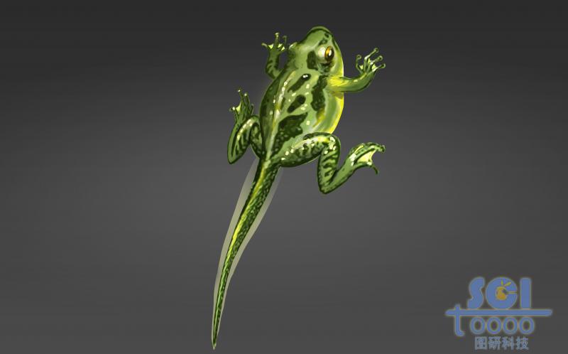 進(jìn)化過(guò)程中的青蛙