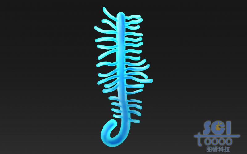 蛋白聚糖結(jié)構(gòu)