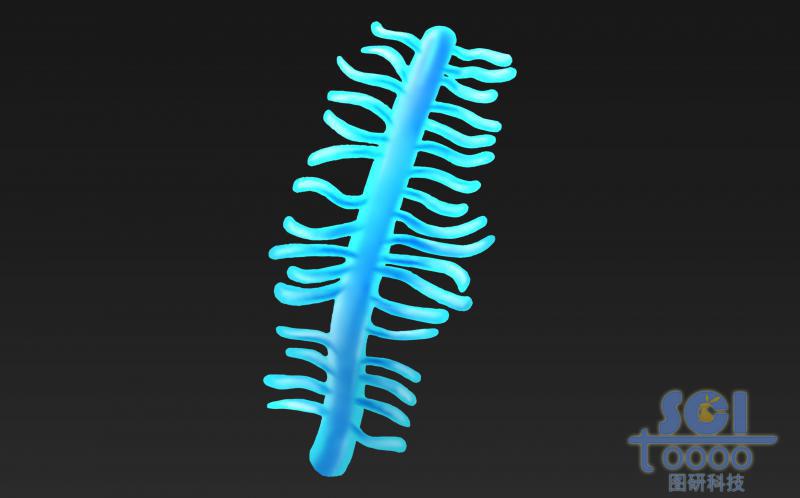 蛋白聚糖結(jié)構(gòu)