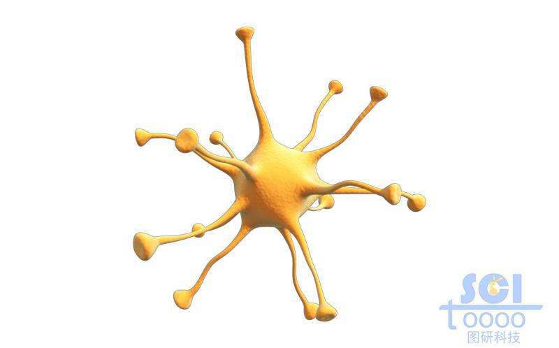 神經(jīng)元細胞單體