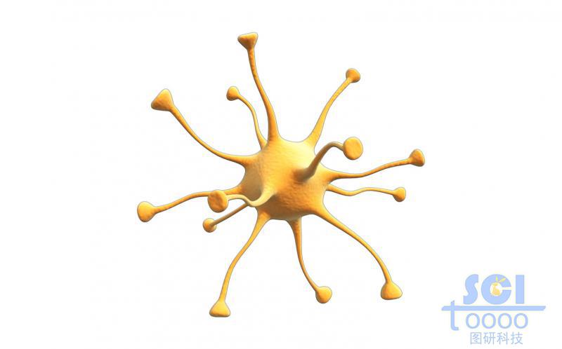 神經(jīng)元細胞單體