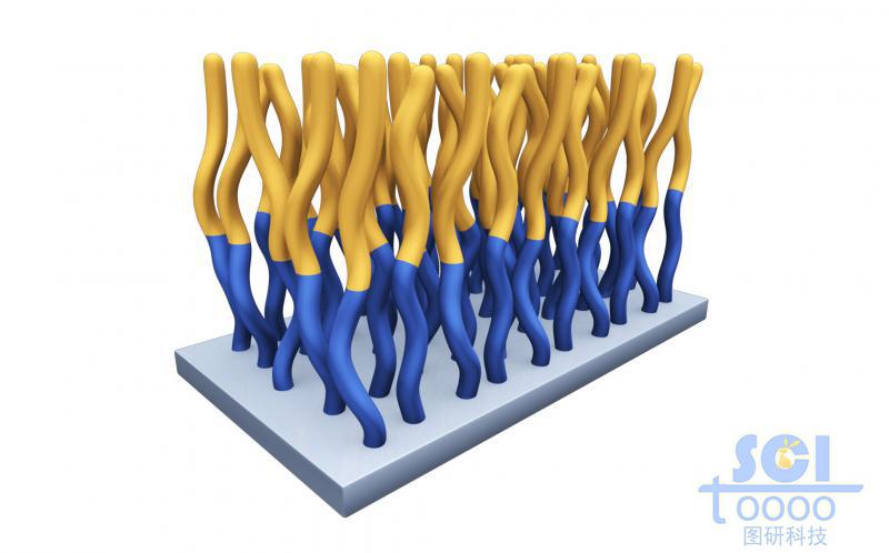 Polymer brush平直基底板上生長彎曲的分子鏈