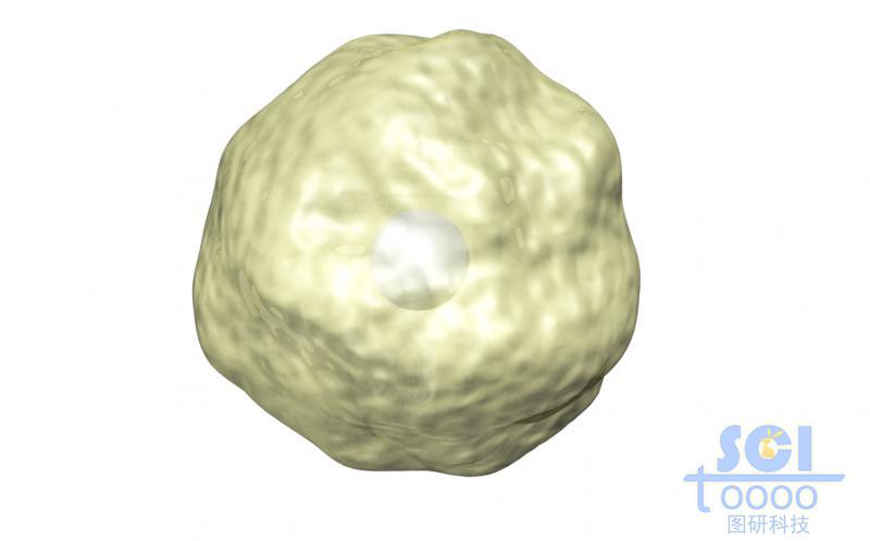 帶細胞核的細胞單體