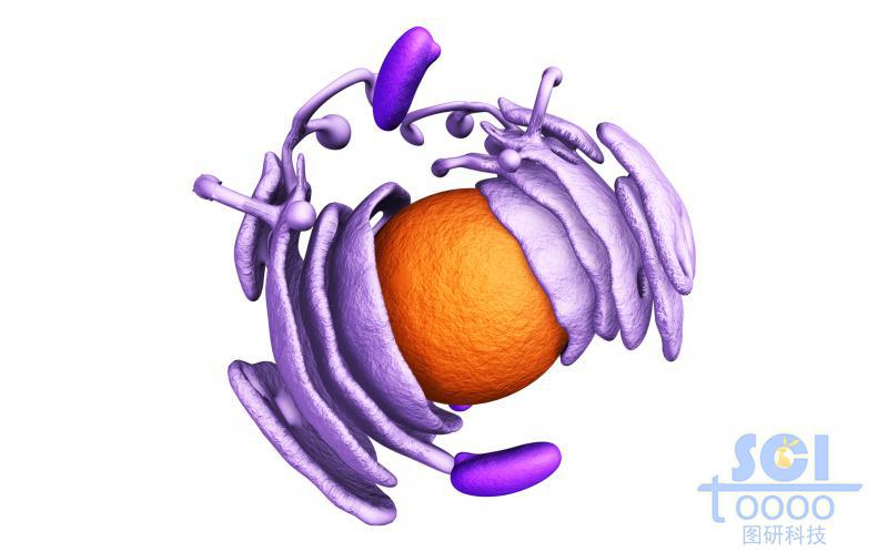 細胞核與內(nèi)質(zhì)網(wǎng)