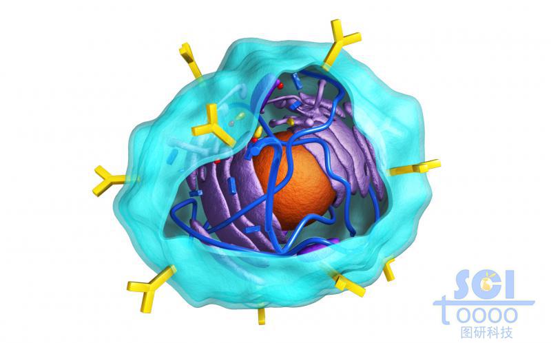 帶切口的表面帶抗體的細胞膜內(nèi)有細胞殼與內(nèi)質(zhì)網(wǎng)