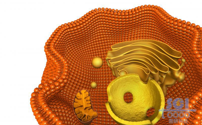 帶內(nèi)吞口磷脂雙分子層結(jié)構(gòu)的細胞膜