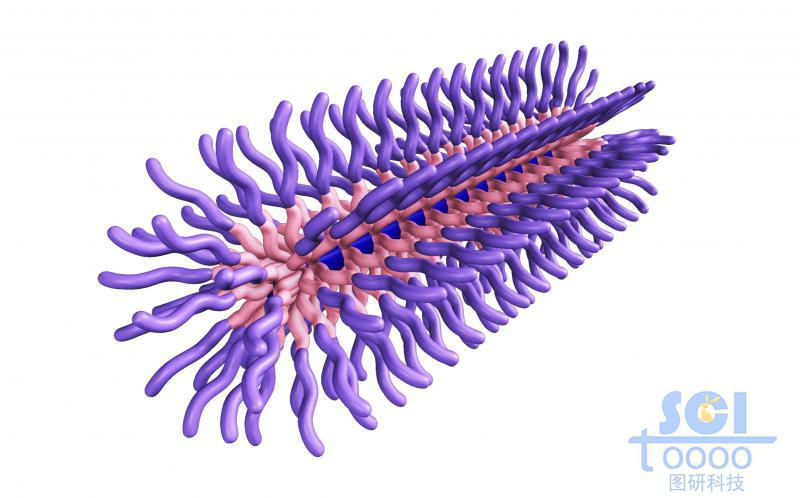 膠囊狀三段式高分子聚合結(jié)構(gòu)