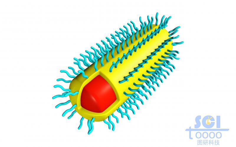頂端帶切口的膠囊狀高分子聚合結(jié)構(gòu)