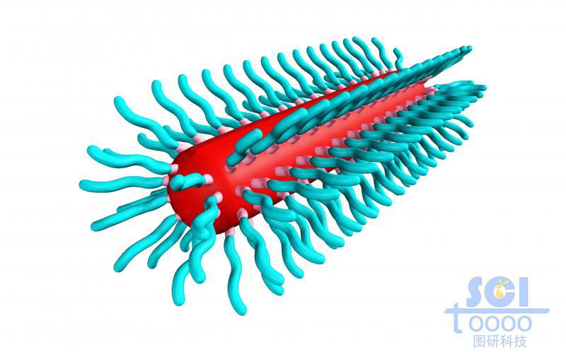 膠囊狀三段式高分子聚合結(jié)構(gòu)
