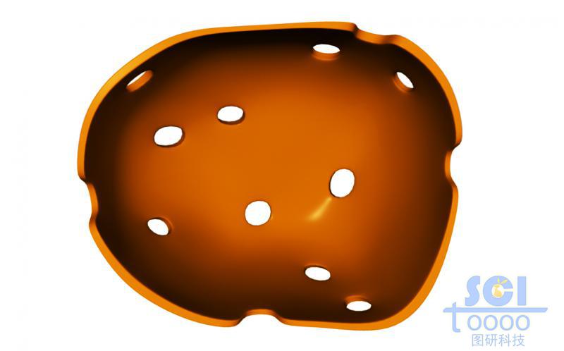 帶核孔的二分之一切面的細胞核