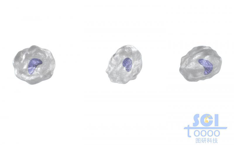 帶細胞核的單體細胞