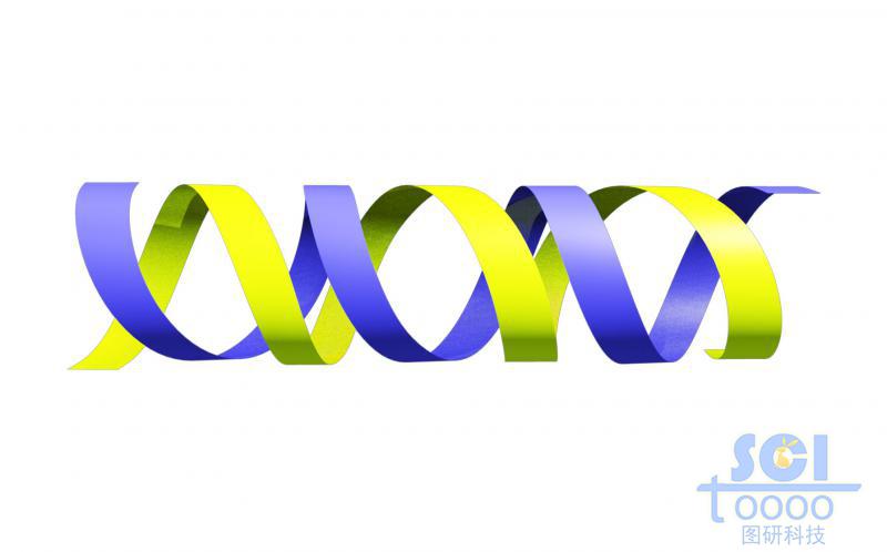 不帶堿基對的DNA雙螺旋鏈