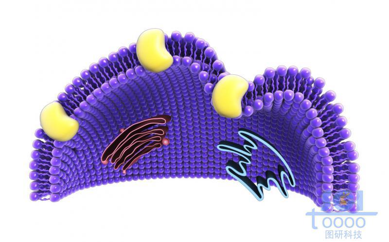 帶膜蛋白內(nèi)吞口的磷脂雙分子結(jié)構(gòu)的細(xì)胞膜