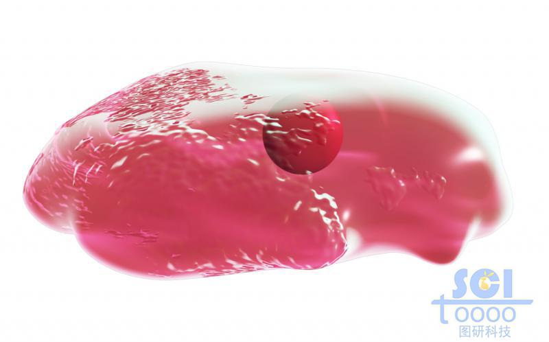 帶細(xì)胞核的細(xì)胞單體