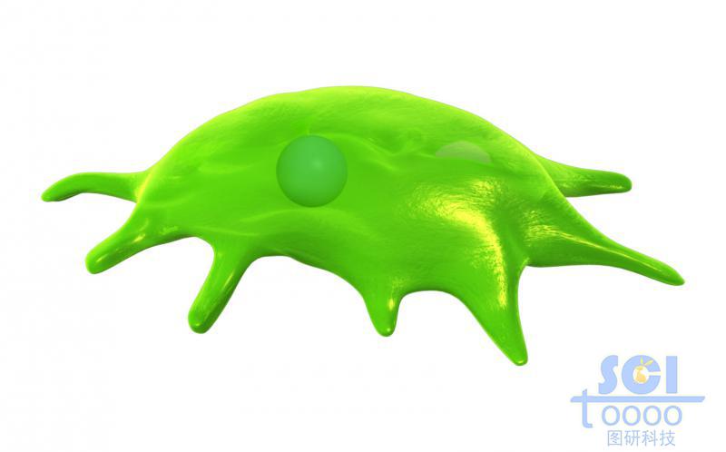 帶觸角細(xì)胞核的細(xì)胞單體