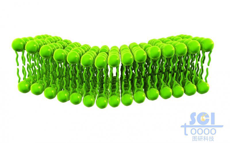 磷脂雙分子層結(jié)構(gòu)