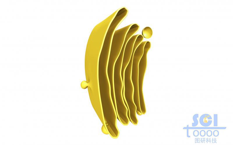 單獨(dú)的高爾基體