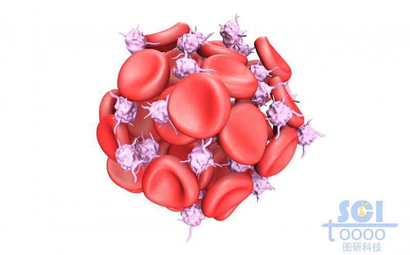 活化的血小板將紅細胞粘附成團