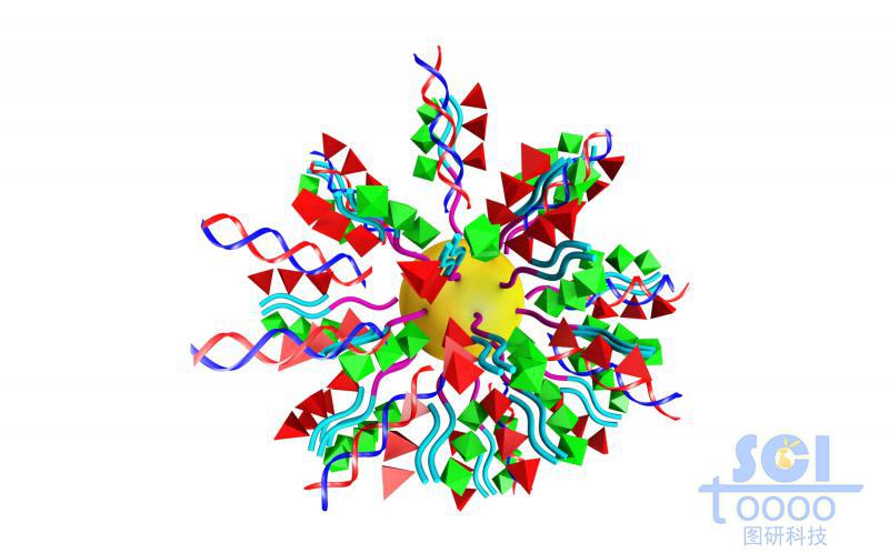 多聚肽納米膠束承載MiRNA