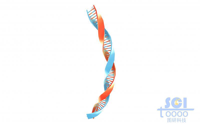 質(zhì)粒環(huán)