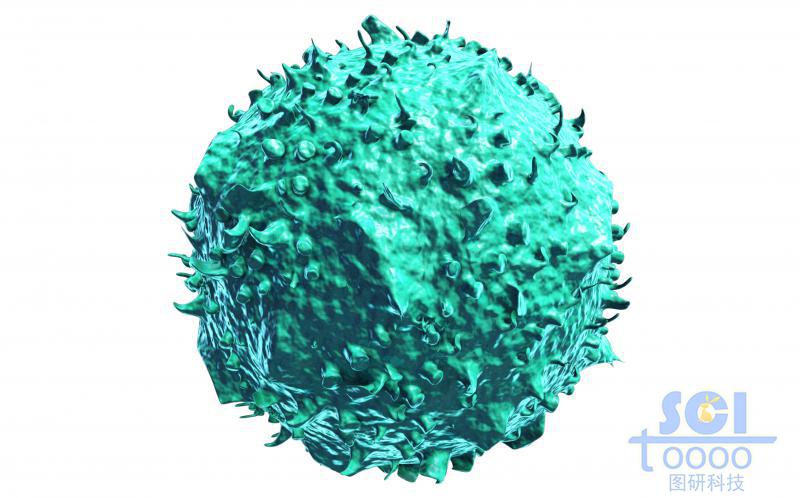 表面自然無(wú)規(guī)起伏的單體癌細(xì)胞