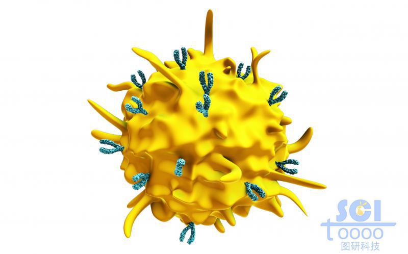 表面偶聯(lián)抗體的活化的血小板