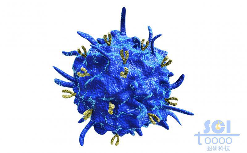 表面偶聯(lián)抗體的活化的血小板