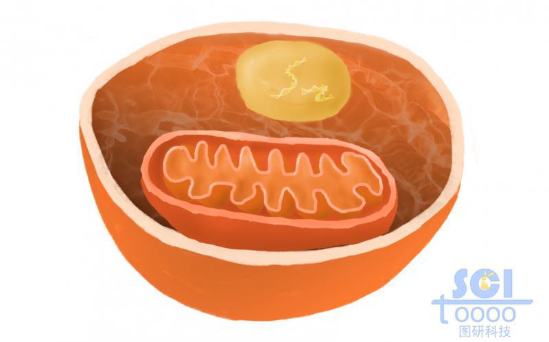 細胞與線粒體結(jié)構(gòu)