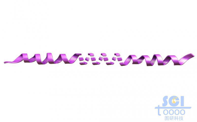 中間有斷裂的長肽鏈