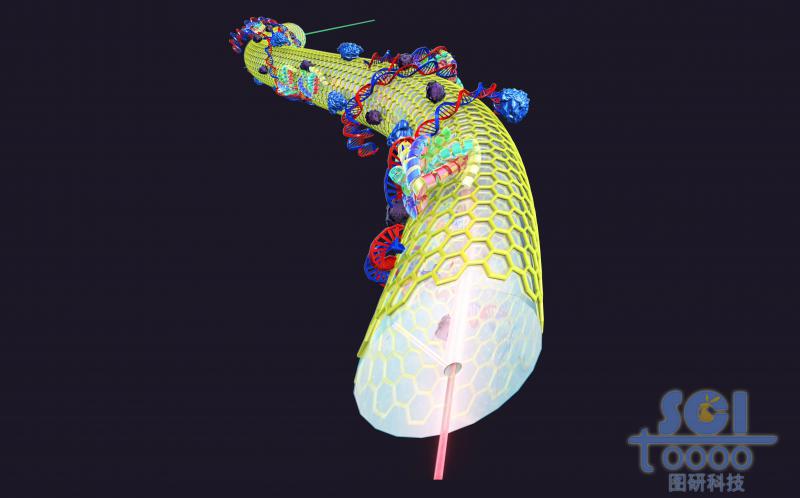 光纖表面包裹石墨烯結(jié)構(gòu)，且附著生物結(jié)構(gòu)