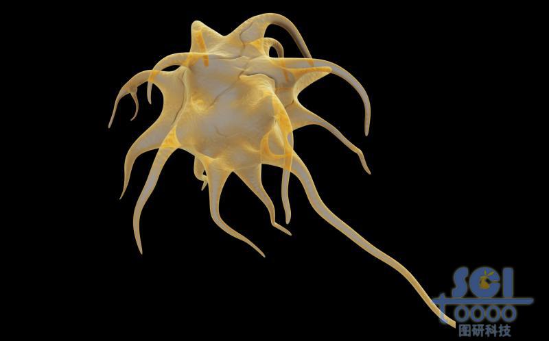 神經(jīng)元細胞單體