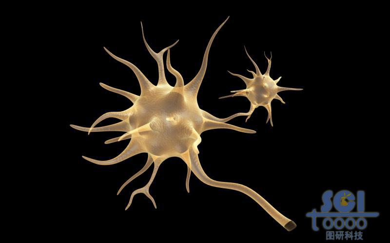 神經(jīng)元細胞單體
