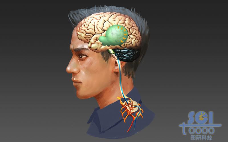 正側面人腦與神經(jīng)結構