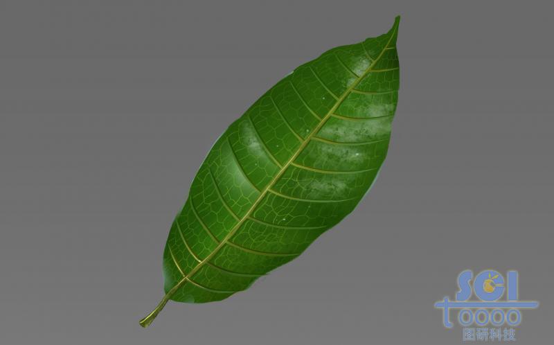 帶清晰葉脈的單片樹葉