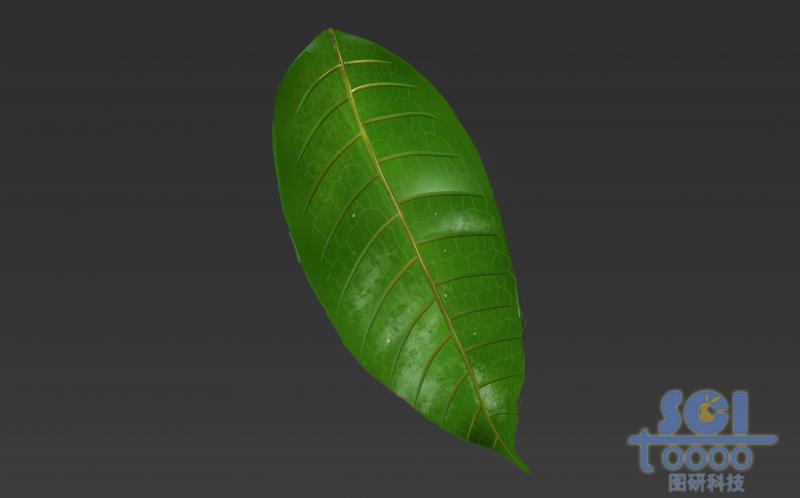 帶清晰葉脈的單片樹葉