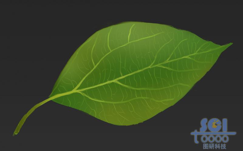 帶清晰葉脈的單片樹葉