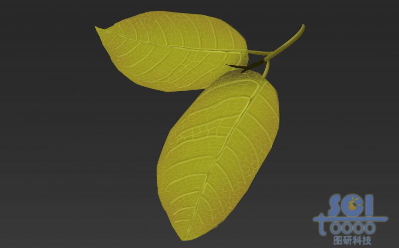 帶清晰葉脈的單片樹葉