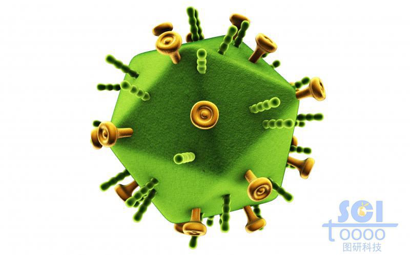 表面帶兩種突觸的二十面體病毒結(jié)構(gòu)