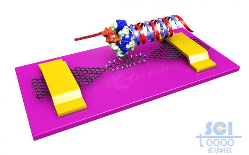 石墨烯基分子器件與合成DNA蛋白