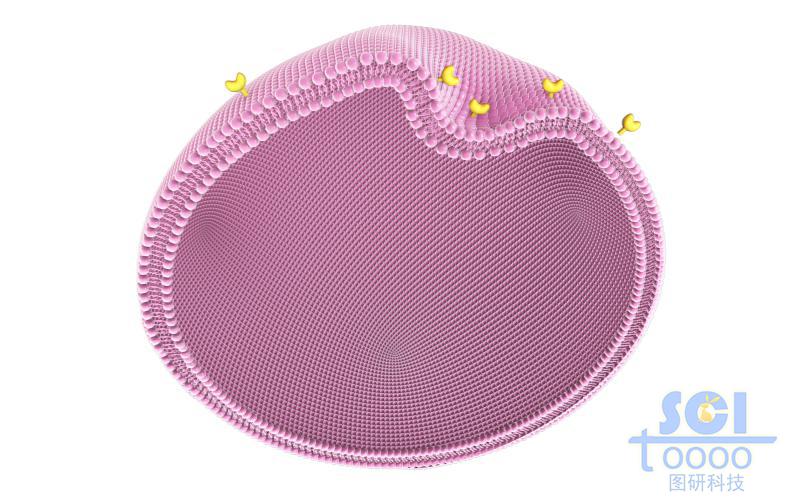 帶內(nèi)吞口和受體的磷脂雙分子層細(xì)胞膜