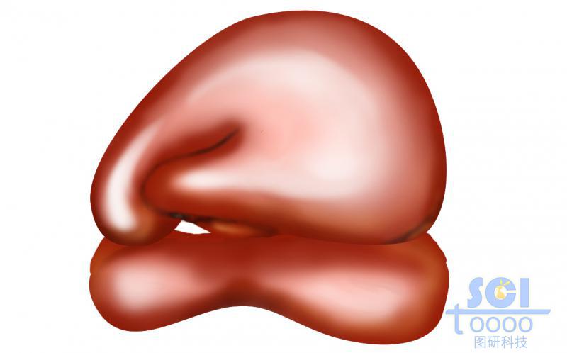 核糖體結(jié)構(gòu)