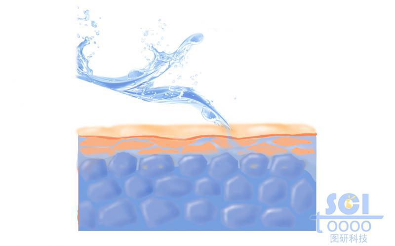 皮膚與皮下脂肪細胞