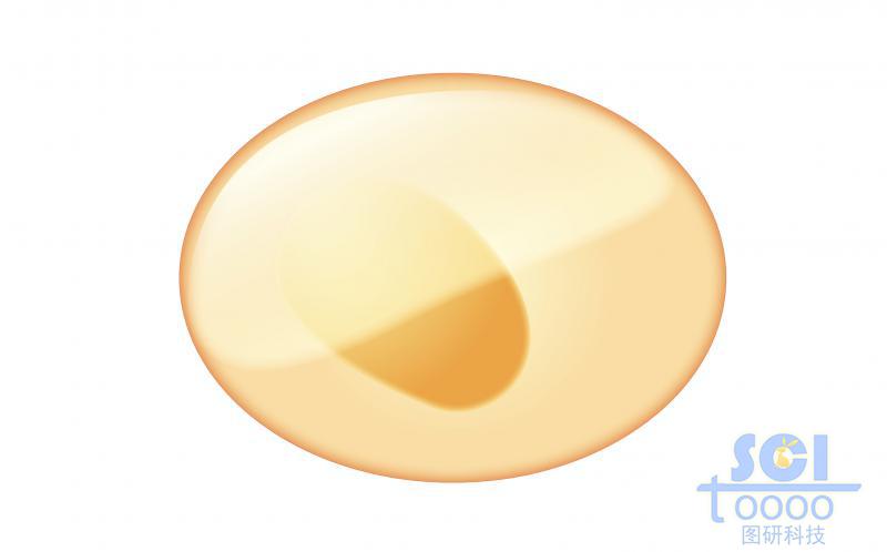 單體細(xì)胞/髓系祖細(xì)胞