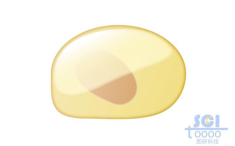 單體細(xì)胞/淋系祖細(xì)胞