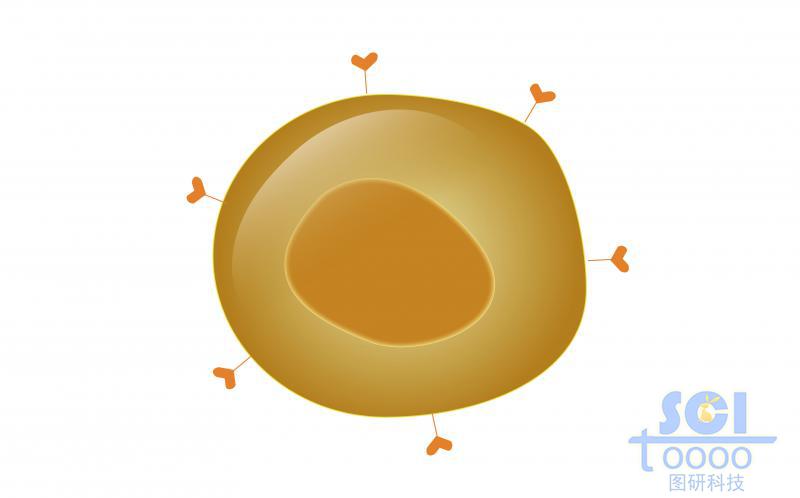 單體細(xì)胞/T細(xì)胞