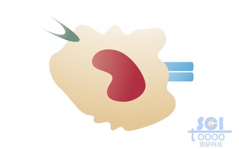 單體細胞模式圖