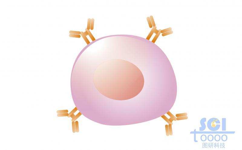 單體細胞/未成熟B細胞