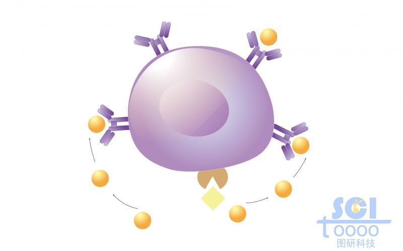 單體細胞模式圖