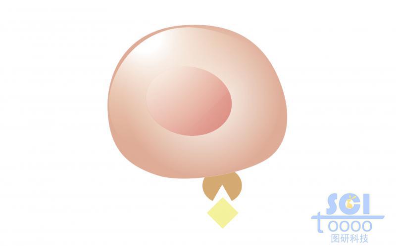 單體細胞/祖B細胞